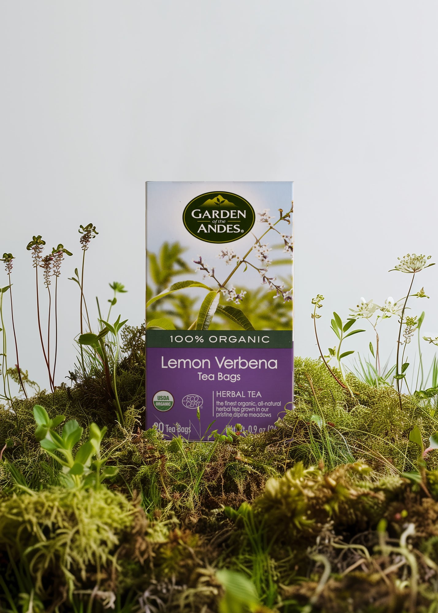 VERBENA_57